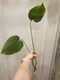 Zdjęcie oferty: Monstera Deliciosa 