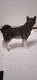 Zdjęcie oferty: FIGURKA PSA HUSKY LEONARDO COLLECTION LESSER &PAVEY 