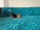 Zdjęcie oferty: BEAGLE- szczeniaki, po champ., ZKwP/ FCI