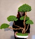 Zdjęcie oferty: Duże Drzewko Bonsai.Mech Chrobotek.Dekoracje Wnętrz. Prezent 