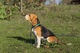 Zdjęcie oferty: Beagle Szczenięta 8 miesiecy FCI ZKwP 