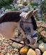 Zdjęcie oferty: Hobby Horse z ogłowiem Hackamore i kijem A4/A3 