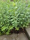 Zdjęcie oferty: Ligustr zimozielony atrovirens 30cm+ 