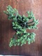 Zdjęcie oferty: Crassula rupestris ssp. Commutata