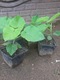Zdjęcie oferty: Drzewka tlenowe oxygen tree  paulownia 