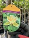 Zdjęcie oferty: Tulipanowiec amerykański / Liriodendron tulipifera / 5-8cm / 160-250cm 