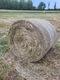 Zdjęcie oferty: Siano z pierwszego pokosu 120x120