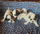 Zdjęcie oferty: Szczeniaki Shih tzu