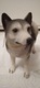 Zdjęcie oferty: FIGURKA PSA HUSKY LEONARDO COLLECTION LESSER &PAVEY 