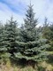 Zdjęcie oferty: Jodła - choinka świateczna do 5 metrów