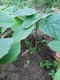 Zdjęcie oferty: Drzewka tlenowe oxygen tree  paulownia 
