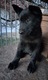 Zdjęcie oferty: Szczeniak, owczarek niemiecki użytkowy, krótkowłosy, cały czarny, ZHPR