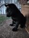 Zdjęcie oferty: Szczeniak, owczarek niemiecki użytkowy, krótkowłosy, cały czarny, ZHPR