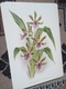 Zdjęcie oferty: Storczyki - Orchidee  reprint XIX w. grafik do aranżacji wnętrza