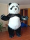 Zdjęcie oferty: Panda kostium dmuchany strój 2 metry