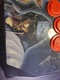 Zdjęcie oferty: Oryginalny kontroler HORI Tekken 4 Arcade Stick PlayStation 2 PS2 PS1