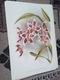 Zdjęcie oferty: Storczyki - Orchidee  reprint XIX w. grafik do aranżacji wnętrza