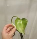 Zdjęcie oferty: Monstera Deliciosa 