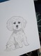 Zdjęcie oferty: Akwarela A5 "Maltańczyk", malowana ręcznie, pies, rasa, biały