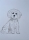 Zdjęcie oferty: Akwarela A5 "Maltańczyk", malowana ręcznie, pies, rasa, biały