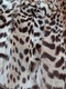 Zdjęcie oferty: NATURALNY OCELOT I NORKA r. 42,44,46