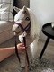 Zdjęcie oferty: Hobby Horse A4 - izabelowaty, nowy