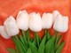 Zdjęcie oferty: Nowy silikonowo piankowy tulipan biało kremowe 