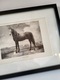 Zdjęcie oferty: Obraz rysunek postać konia w ramce (grafika Nr. 290 Paulus Potter)