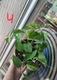 Zdjęcie oferty: Epipremnum Marble Queen sadzonki 