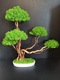 Zdjęcie oferty: Duże Drzewko Bonsai.Mech Chrobotek.Dekoracje Wnętrz. Prezent 