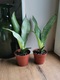 Zdjęcie oferty: Piękna Sansevieria Moonshine zdrowe sadzonki bejbiki ostatnie sztuki
