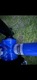 Zdjęcie oferty: Rower BMX Haro Leucadia 16