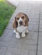 Zdjęcie oferty: Beagle Szczenięta 8 miesiecy FCI ZKwP 