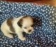 Zdjęcie oferty: Szczeniaki Shih tzu