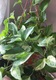 Zdjęcie oferty: Epipremnum Marble Queen sadzonki 