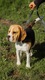 Zdjęcie oferty: Beagle Szczenięta 8 miesiecy FCI ZKwP 