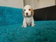 Zdjęcie oferty: BEAGLE- szczeniaki, po champ., ZKwP/ FCI