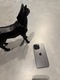 Zdjęcie oferty: iPhone 14 Pro Max Space Black | 256 GB | Piękny | Bateria 89%