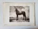 Zdjęcie oferty: Obraz rysunek postać konia w ramce (grafika Nr. 290 Paulus Potter)