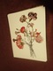Zdjęcie oferty: Kwiaty  reprint XIX w. grafik do aranżacji wnętrza