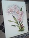 Zdjęcie oferty: Storczyki - Orchidee  reprint XIX w. grafik do aranżacji wnętrza