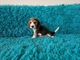 Zdjęcie oferty: BEAGLE- szczeniaki, po champ., ZKwP/ FCI