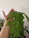 Zdjęcie oferty: EPIPREMNUM PINNATUM VARIEGATA, roślina kolekcjonerska