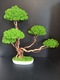 Zdjęcie oferty: Duże Drzewko Bonsai.Mech Chrobotek.Dekoracje Wnętrz. Prezent 