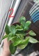 Zdjęcie oferty: Epipremnum Marble Queen sadzonki 