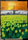 Zdjęcie oferty: Pole tulipanów 70x100 cm farby akrylowe