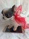 Zdjęcie oferty: Chihuahua  xxs piesek chłopiec samiec dlugowlosy