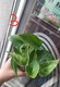 Zdjęcie oferty: Epipremnum Marble Queen sadzonki 