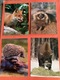 Zdjęcie oferty: D4719-D4730. POCZTÓWKI - „TAJEMNICE PUSZCZY - Fauna” - 12 szt. 