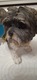 Zdjęcie oferty: SHIHTZU LEONARDO COLLECTION LESSER &PAVEY 